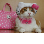 kittycatckat