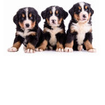petsforlife1234