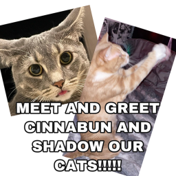 SEE OUR CATS!!!!
