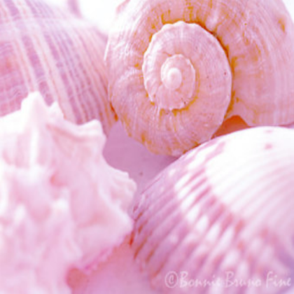 Pink Seashells Roblox decal