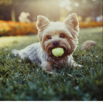 Pup and Save