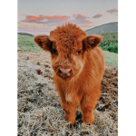 The fluffy moo moo crew