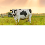 CowFarm