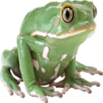 The Frog Syndicate.