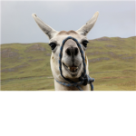 MAGICAL LLAMAS!!!