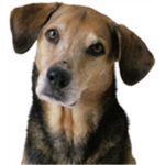 Dogs/Puppy fans
