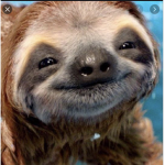 Cute Sloth Squad