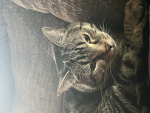 The Kittencat Group