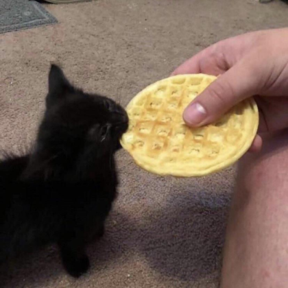 Waffle cat meme Roblox decal