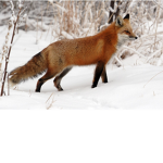 fox love for ever