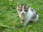 cattt :3