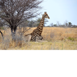 Giraffe Gang Official