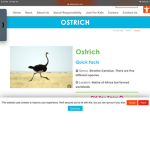 Team ostrich forever