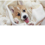 Doggo17