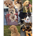 Dogs and puppies forever