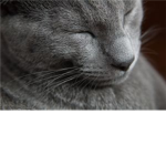 Awsome Kitties BOLTIE CUTE