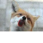 The Fade Foxes