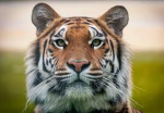 !!::. TIGER SQUAD! .::!!
