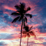 Palm Tree Design