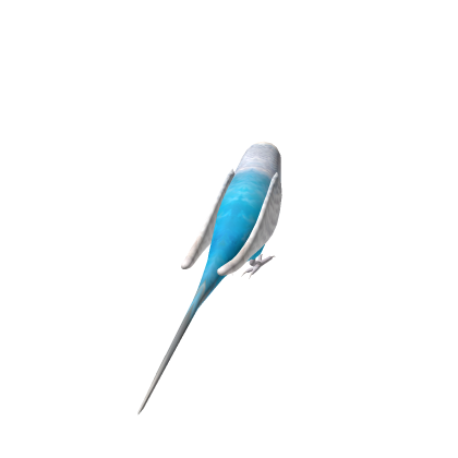 Budgerigar (Blue and White))