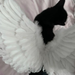 bbyangel