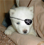 pirate puppies
