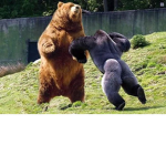 Grizzly Fam!