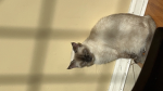Fluffy Kitty Cat