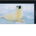 Friendly Seals!