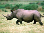 RHINOS ARE AWESOME!