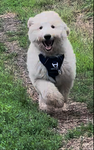 Dog revieal