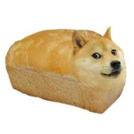 We care for dogs