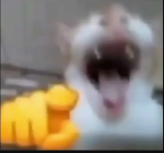 Screech!! 2nd
