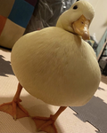 ducklings ツ