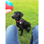 Dog Bailey
