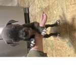 Angel110645 puppy's