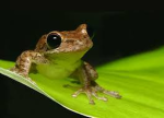 Frogsyy