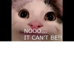 Koala cat