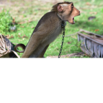 Monke Clothes