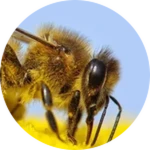 Bee enthusiast!