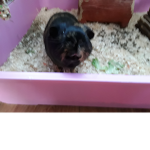 Guinea Pig Team