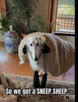 Softie funny and sporty