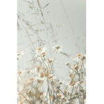 Falling Daisy's