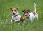 La Banda Dei Cani Di Roblox