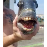 fishhtwit