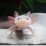 Bubbles (My Axolotl) Fan Club