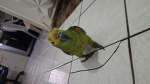 PIPI, FRIEND