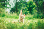 CutieKitty