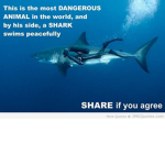 The Sharkers