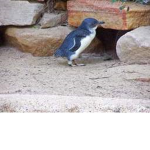 De Penguins